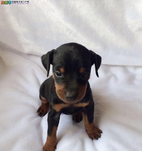 迷你杜宾犬——理想的宠物之选（以性格温和、便于训练为特点的迷你杜宾犬）