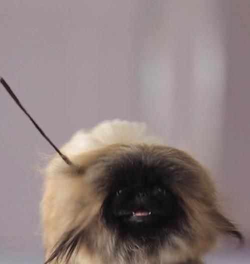 黑脸宠物狗的品种特征与养护（探索黑脸狗独特的外观和性格，帮助您选择适合的宠物伴侣）