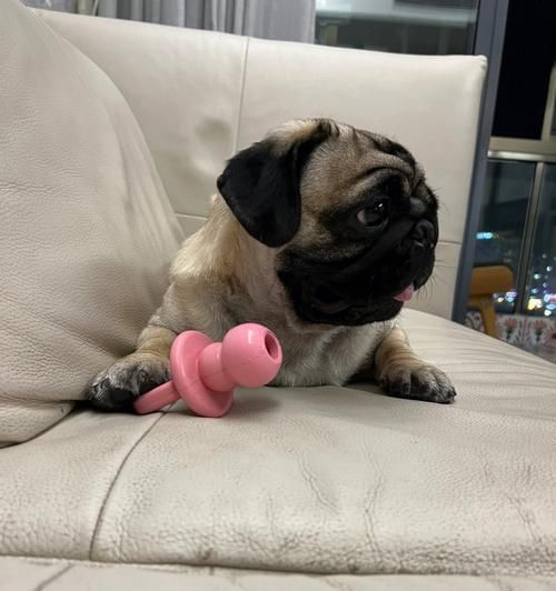 黑脸宠物狗的品种特征与养护（探索黑脸狗独特的外观和性格，帮助您选择适合的宠物伴侣）