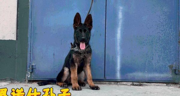 黑脸宠物狗的品种特征与养护（探索黑脸狗独特的外观和性格，帮助您选择适合的宠物伴侣）