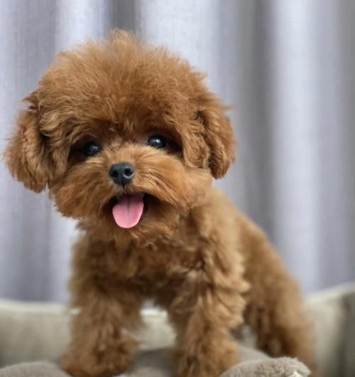 品种优良的泰迪狗——宠物界的明星选择（了解泰迪狗的优点与特性，选择完美宠物伴侣）