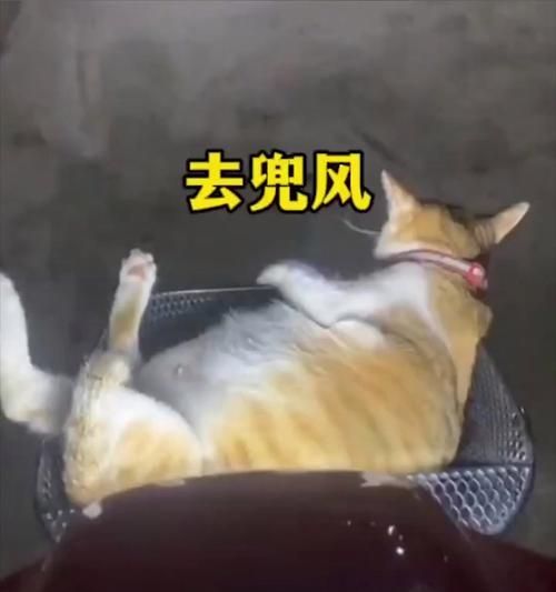 选择适合带猫咪的汽车，让旅途更舒适（如何选择适合宠物猫乘坐的汽车及注意事项）