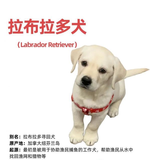 训练拉布拉多的最佳时间（从幼犬到成犬，选择适合的时间训练你的宠物）