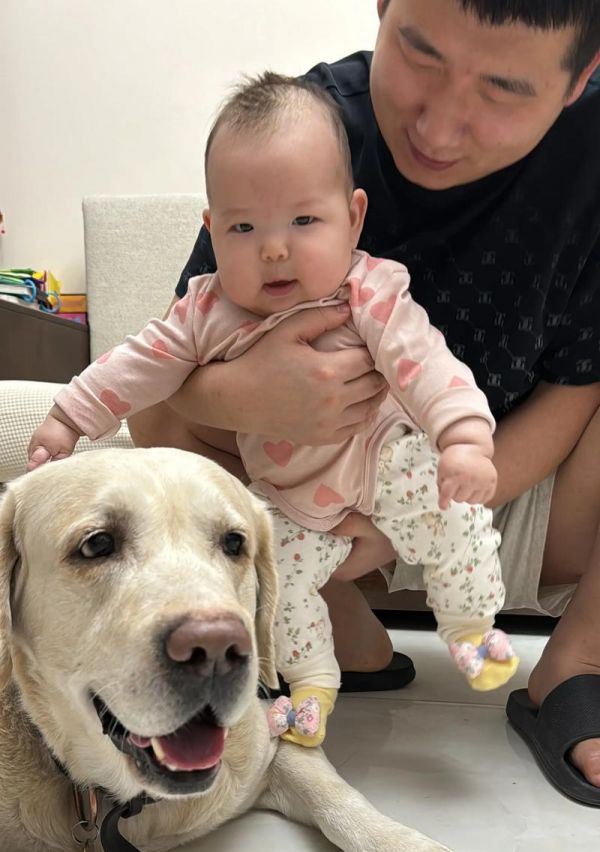 训练拉布拉多的最佳时间（从幼犬到成犬，选择适合的时间训练你的宠物）