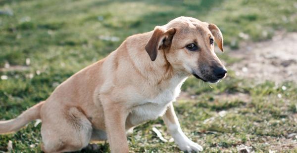 训练拉布拉多的最佳时间（从幼犬到成犬，选择适合的时间训练你的宠物）