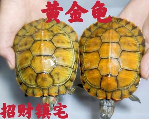 选择适合家养的宠物龟，享受与乌龟共度美好时光（家养宠物龟的选择和养护知识）