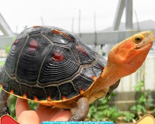 选择适合家养的宠物龟，享受与乌龟共度美好时光（家养宠物龟的选择和养护知识）