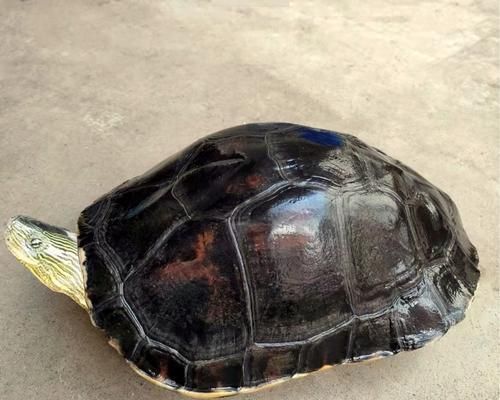 选择适合家养的宠物龟，享受与乌龟共度美好时光（家养宠物龟的选择和养护知识）