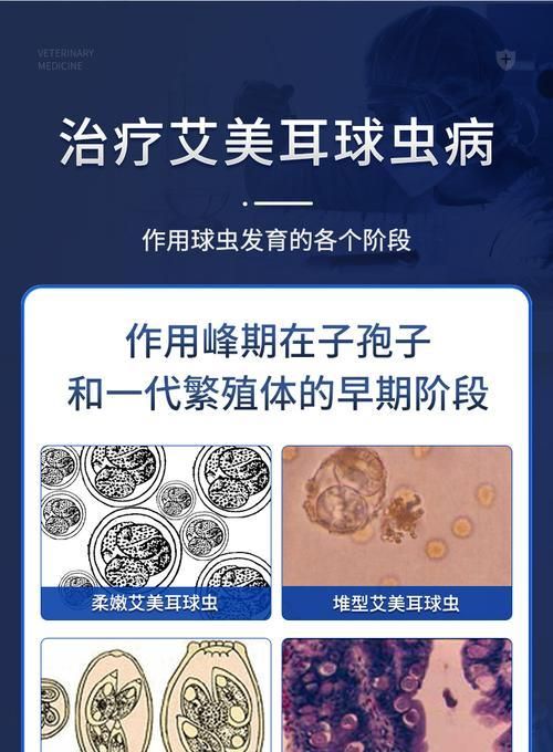 兔球虫病的治疗方法及效果（选择合适的药物治疗兔球虫病，提高治愈效果）