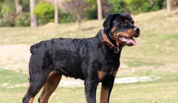 大型犬品种大全——选择适合家养的大型犬（挑选适合家庭的大型犬，从这些品种中找到你的完美伴侣）