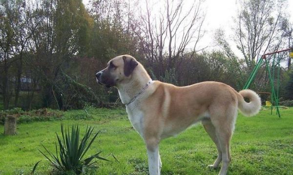 大型犬品种大全——选择适合家养的大型犬（挑选适合家庭的大型犬，从这些品种中找到你的完美伴侣）