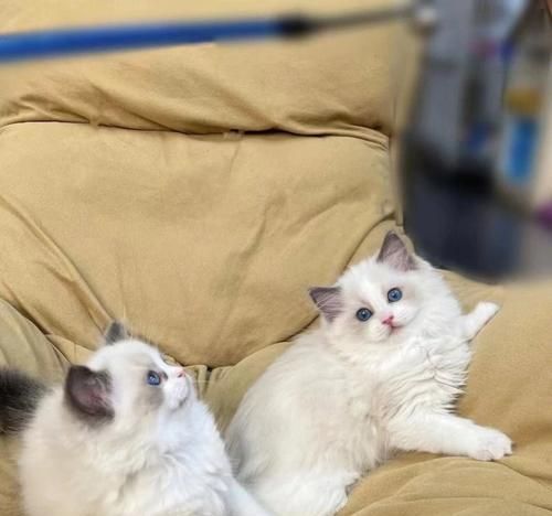 如何选择心仪的双色布偶猫（布偶猫的颜色搭配与性格特征选购攻略）