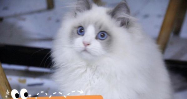 如何选择心仪的双色布偶猫（布偶猫的颜色搭配与性格特征选购攻略）