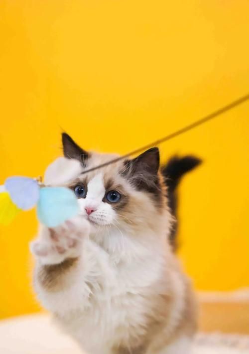 如何选择心仪的双色布偶猫（布偶猫的颜色搭配与性格特征选购攻略）