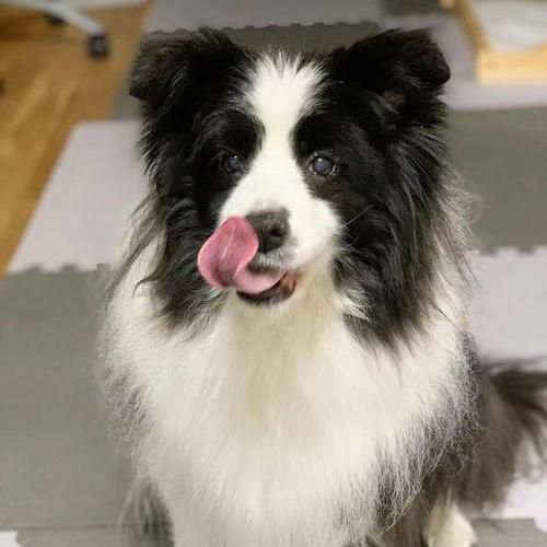 选择合适的边牧品相，助你拥有完美的伙伴（边牧品相特点解析及选购指南）