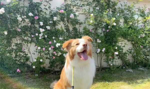 选择合适的边牧品相，助你拥有完美的伙伴（边牧品相特点解析及选购指南）