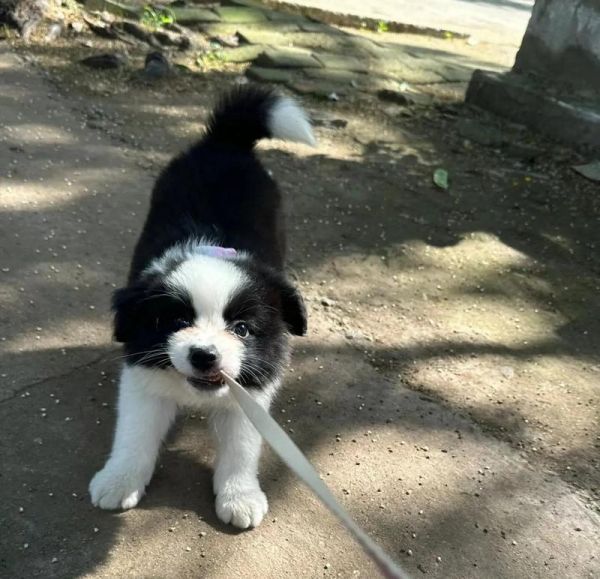 选择合适的边牧品相，助你拥有完美的伙伴（边牧品相特点解析及选购指南）