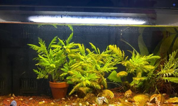 黑壳虾饲养指南（以黑壳虾喂什么吃最佳选择）