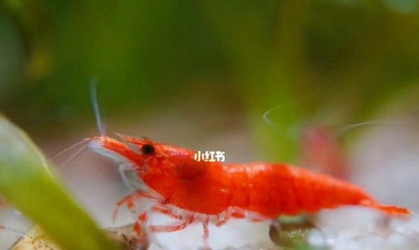 黑壳虾饲养指南（以黑壳虾喂什么吃最佳选择）