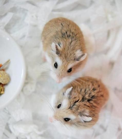 新手适合养什么种类的仓鼠？（如何选择适合的仓鼠宠物）