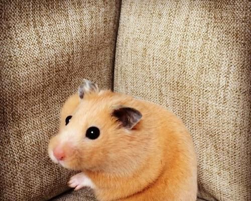 新手适合养什么种类的仓鼠？（如何选择适合的仓鼠宠物）