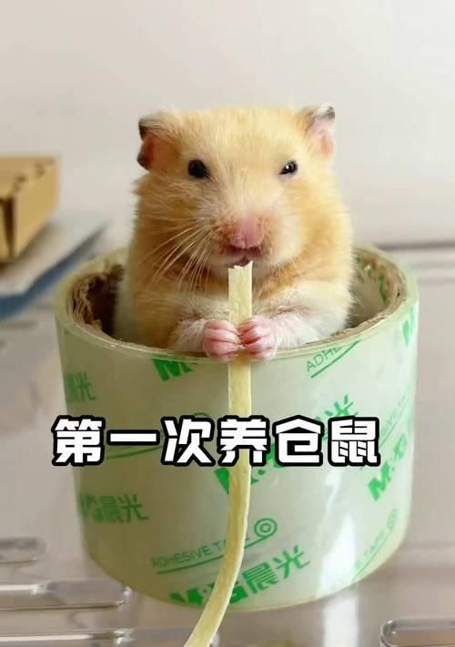 新手适合养什么种类的仓鼠？（如何选择适合的仓鼠宠物）