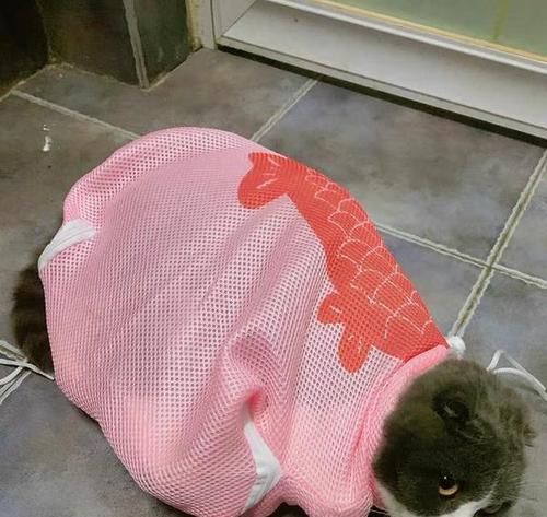 解决猫咪洗澡负伤难题的神器（安全、便捷的猫咪洗澡新选择）