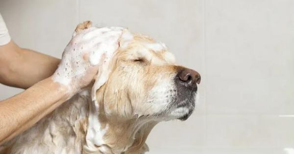 如何为宠物狗选择合适的洗毛剂？（如何根据狗狗的毛发类型、健康状况和年龄来选择洗毛剂？）