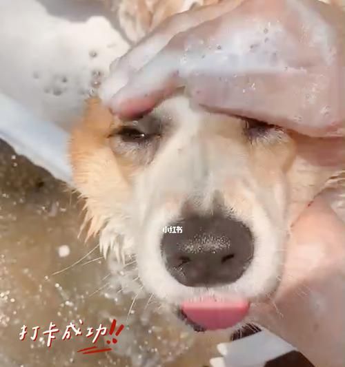 如何为宠物狗选择合适的洗毛剂？（如何根据狗狗的毛发类型、健康状况和年龄来选择洗毛剂？）