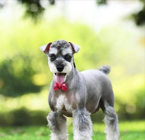 7种价格便宜又漂亮的狗，适合作为宠物的首选（选择理想的伴侣，从这7种狗开始！）