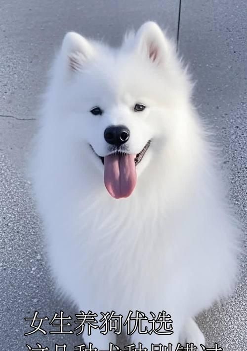 7种价格便宜又漂亮的狗，适合作为宠物的首选（选择理想的伴侣，从这7种狗开始！）