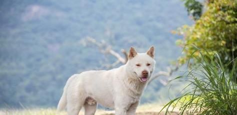 7种价格便宜又漂亮的狗，适合作为宠物的首选（选择理想的伴侣，从这7种狗开始！）