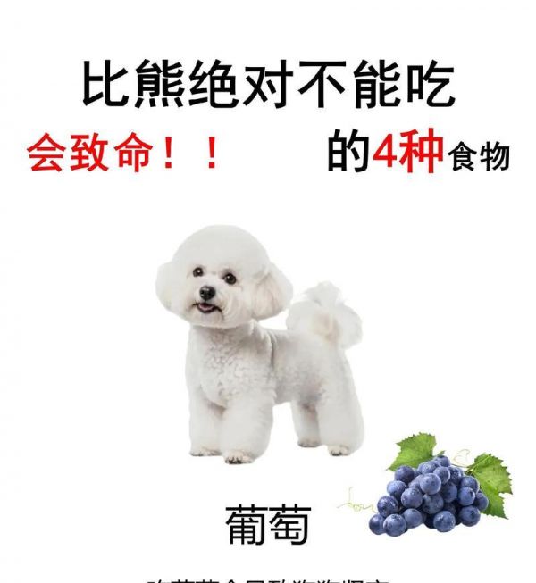 比熊幼犬的健康饮食指南（从狗粮选择到营养均衡，助你打造健康成长宝宝）