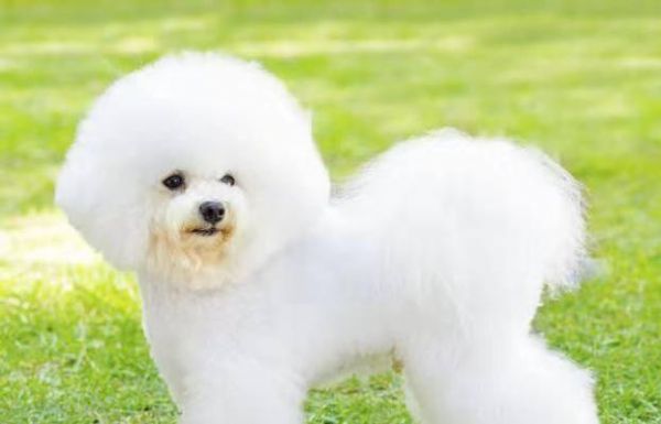 比熊幼犬的健康饮食指南（从狗粮选择到营养均衡，助你打造健康成长宝宝）