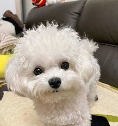 比熊幼犬的健康饮食指南（从狗粮选择到营养均衡，助你打造健康成长宝宝）