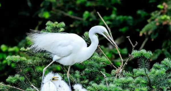 家有小孩，养什么鸟好？（探索适合家庭与小孩的宠鸟选择）
