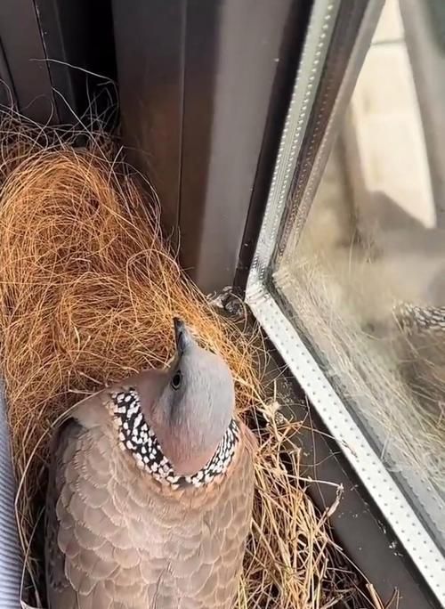 家有小孩，养什么鸟好？（探索适合家庭与小孩的宠鸟选择）