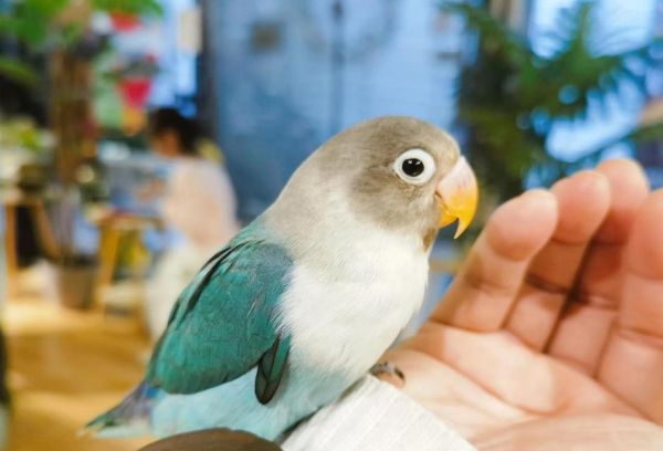 家有小孩，养什么鸟好？（探索适合家庭与小孩的宠鸟选择）