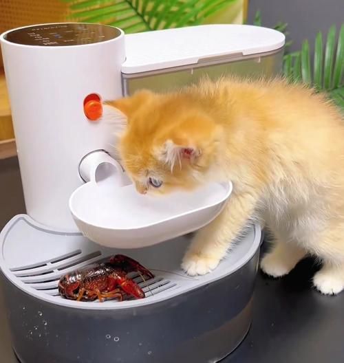 冬天猫应该喝什么水？（选择适合冬天猫的饮水方式，）