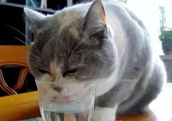 冬天猫应该喝什么水？（选择适合冬天猫的饮水方式，）