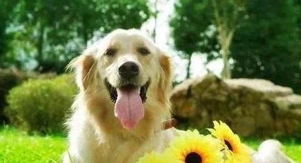 宠物缺乏维生素会有什么症状？