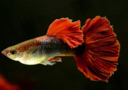 孔雀鱼养殖秘籍:打造绚丽水族箱的全方位指南