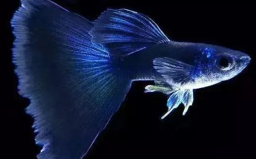 孔雀鱼养殖秘籍:打造绚丽水族箱的全方位指南