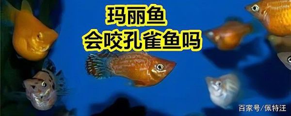 玛丽球鱼咬别的鱼:宠物喂养秘籍,鱼咬鱼的解决方法柒柒宠物城 龙鱼百科 第1张