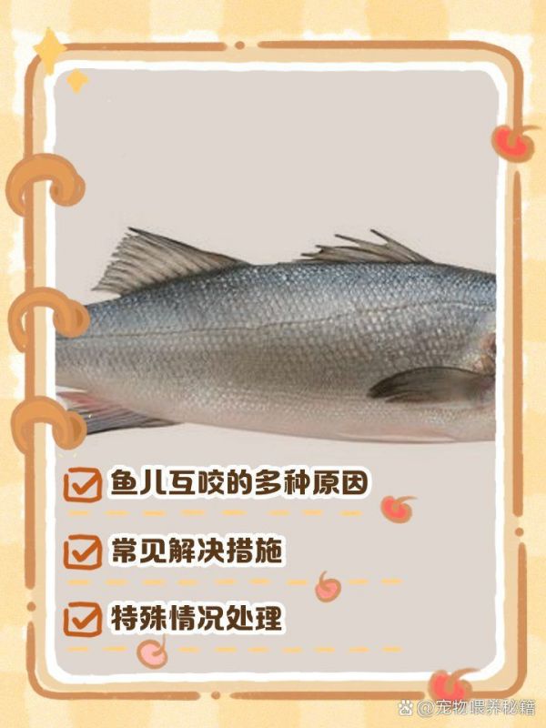 玛丽球鱼咬别的鱼:宠物喂养秘籍,鱼咬鱼的解决方法柒柒宠物城 龙鱼百科 第4张