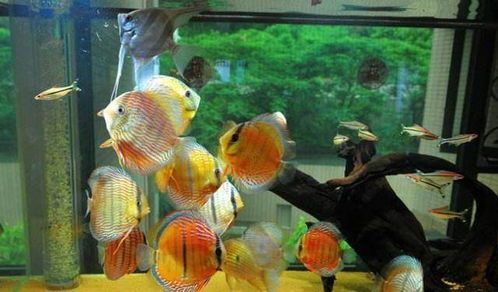 宠物鱼缸缺氧急救攻略