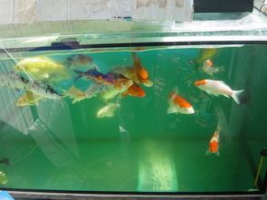 宠物鱼缸缺氧急救攻略