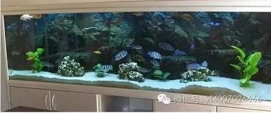 养鱼必看：鱼缸养鱼，如何避免老死？