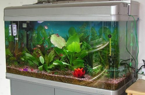 热带鱼缸配置攻略：水质、温度、植物一应俱全