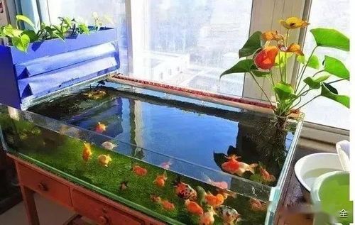 热带鱼缸配置攻略：水质、温度、植物一应俱全